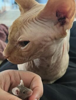 Sphynx Nacktkater - Lalendorf