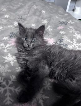 Katze sucht neues zu Hause - Bleicherode