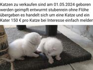 BKH Mix Kater und Katze zu verkaufen - Anklam