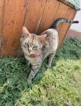 🐾 Steve sucht dringend Hilfe🆘 - Eislingen (Fils)