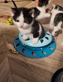 Süße Norwegische Waldkatzen Mix Kitten in 86868