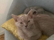 Süße BKH Kitten suchen ein neues Zuhause - Leipzig