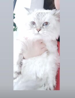 Bella BKH Silver-white, white shaded,süßes Weibchen - Hamburg Harburg