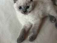 Super süße BKH kitten - Kaiserslautern