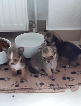 🐾 Langhaar Chihuahua - Welpen 🐾 - Hohe Börde