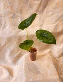 Alocasia NoID in 12559