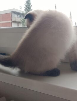 BabyKatze - Münster