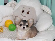 Bezaubernde Chihuahua Welpen(Rüden) mit Ahnentafel - Köthen (Anhalt)