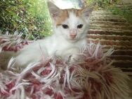Fluffy aus dem Tierschutz - Grevenbroich