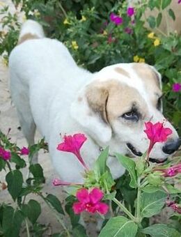 STELLA - fast verhungert gefunden...... - Kempen