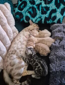 Bengalkitten snow/silber - Koblenz