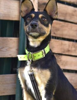 CUCHI 🌟 bezauberndes Kerlchen - Neudenau