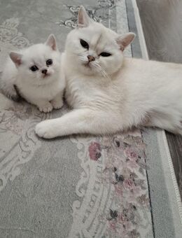 Baby Katzen - Nürnberg