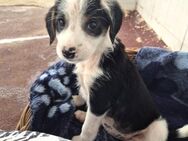 Milly Mix Hündin ca. 3 Monate alt in GR - Reutlingen