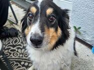 Neues liebevolles Zuhause gesucht - Marktredwitz