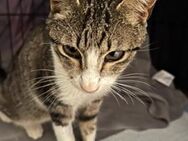 Kämpferin Asha sucht liebevolles Home - Bad Camberg