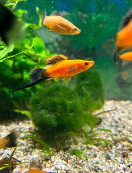 Aquarium Fisch; Rote Schwertträger Wagtail (Xiphophorus helleri) - Erftstadt