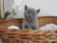 Verschmuste bkh britisch kurzhaar reinrassige Kitten baby katzen kater - Bad Laasphe