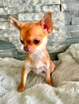 Chihuahua Rüde mit Ahnentafel - Petershagen (Eggersdorf)