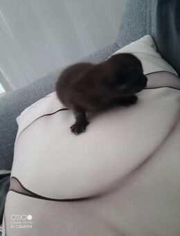 3 Kitten, 2 Hellgrau, 1 Dunkelgrau - Pleinfeld