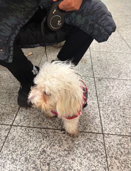 Bichon Frisé Welpe - Berlin Reinickendorf