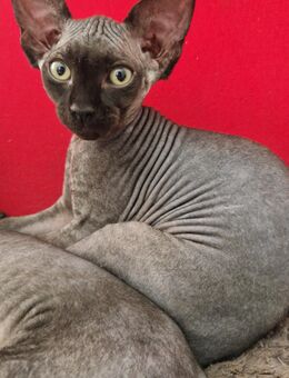 Sphynx katzen - Willstätt
