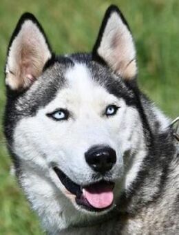 MADDOX, verspielt und verträglich - Gefrees