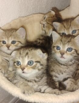 BKH Kitten - Lahr (Schwarzwald)