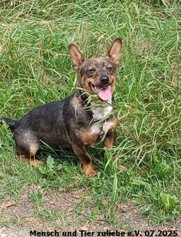 Kosmo sehr lieb und verträglich - Berlin
