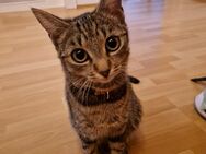 2 Schwestern Tiger Hauskatzen. - Eichstätt