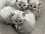 Kitten BHK weiß - Hannover Ahlem-Badenstedt-Davemstedt