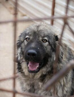 PAUL - diesen Weg gemeinsam gehen - Overath