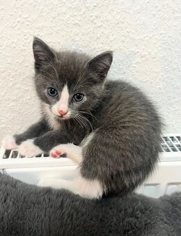 6 verspiegelte Baby Katzen - Köln