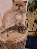Junge Perserkater suchen neue Dosenöffner für immer. in 45277