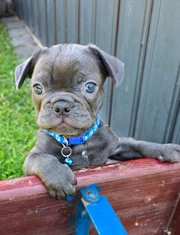 Französische Bulldogge Welpen - Krefeld