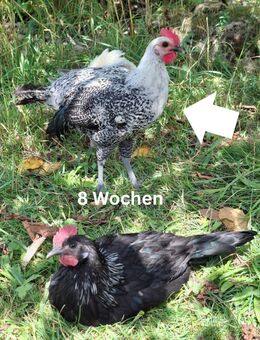 Unser Hahn Pummel darf ausziehen / Ostfriesische Möwe Junghahn abzugeben - Feuchtwangen