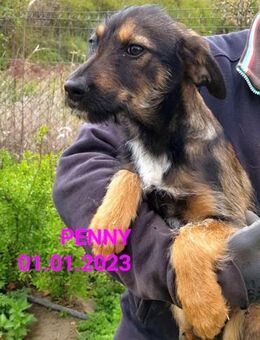 liebe Penny in Rumänien im Zwinger,hofft - Abensberg
