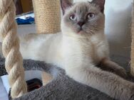 BKH Katze 10 Monate - Bebra