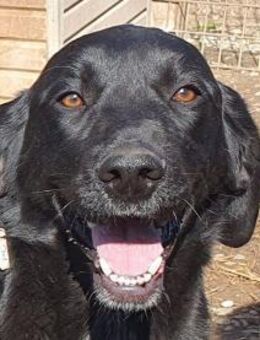 OBELIX-bildschöner Pointer-Mix-Rüde,61cm - Rösrath