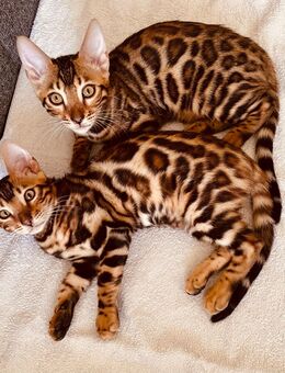 Wunderschöne bengal kitten - Neuss