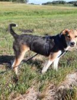 Jungrüde Kurzhaarcollie mix Flynn - Rambin
