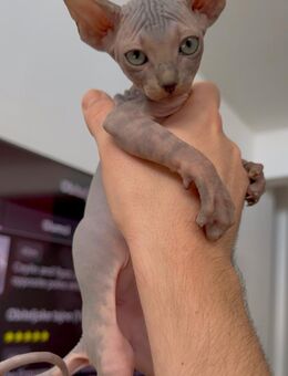 Canadian Sphynx mit Stammbaum - Ulm