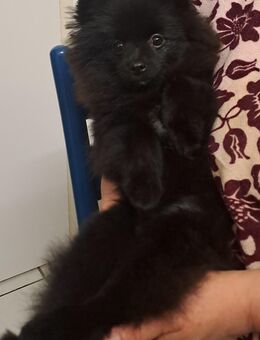 Kleine Schokoladenprinzessin sucht ihr neues Zuhause! - Frechen