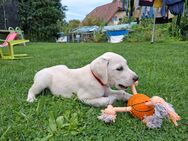 Labrador welpen blond - Köln