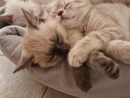 3 Reinrassige BKH Kitten suchen noch ein liebevolles Zuhause ♥️ - Stuhr