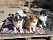 Zauberhafte Sheltie-Welpen suchen ein liebevolles Zuhause - Aachen Zentrum