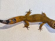 Leopardgecko Jungtier - Danndorf
