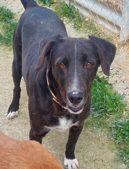 Bucefalo-warum will mich denn Niemand? - Laatzen