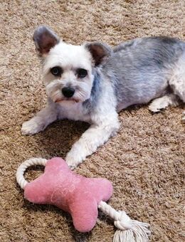 ❤️ Ich schere Ihren Hund – preiswert und stressfrei ! ❤️ - Berlin