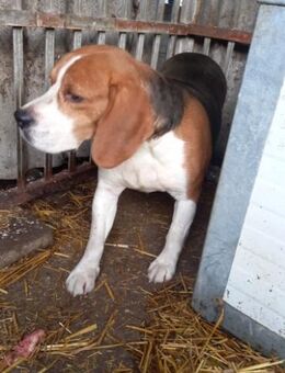 Bicska, schüchterner Beagle Rüde - Remagen